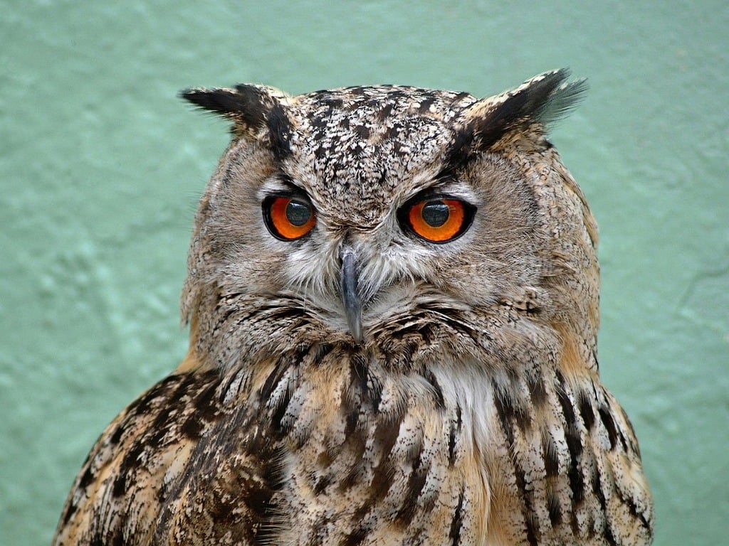 Cute Owl